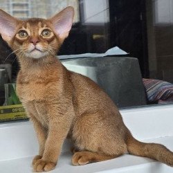 Abyssinian AP Brenda
