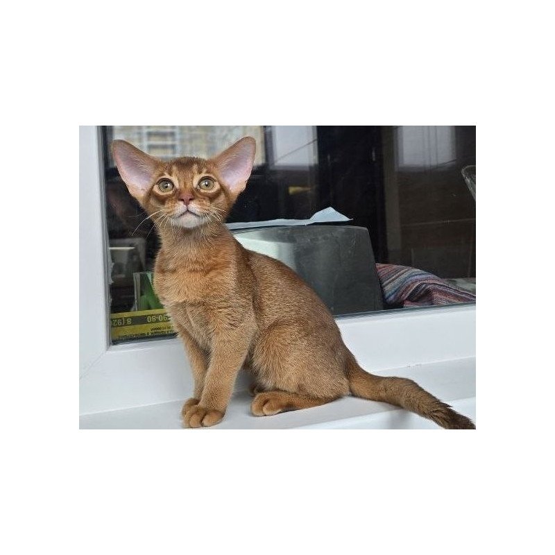 Abyssinian AP Brenda