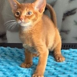 Abyssinian AP Punsh