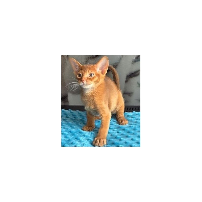 Abyssinian AP Punsh