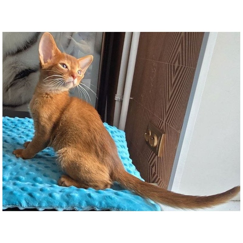 Abyssinian AP Punsh