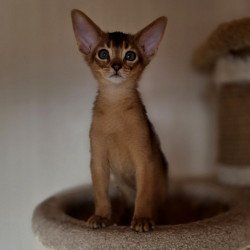 Abyssinian AP Marvel