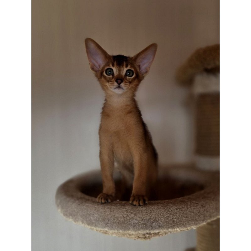 Abyssinian AP Marvel