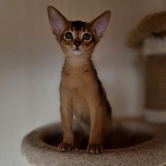 Abyssinian AP Marvel