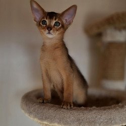 Abyssinian AP Marvel