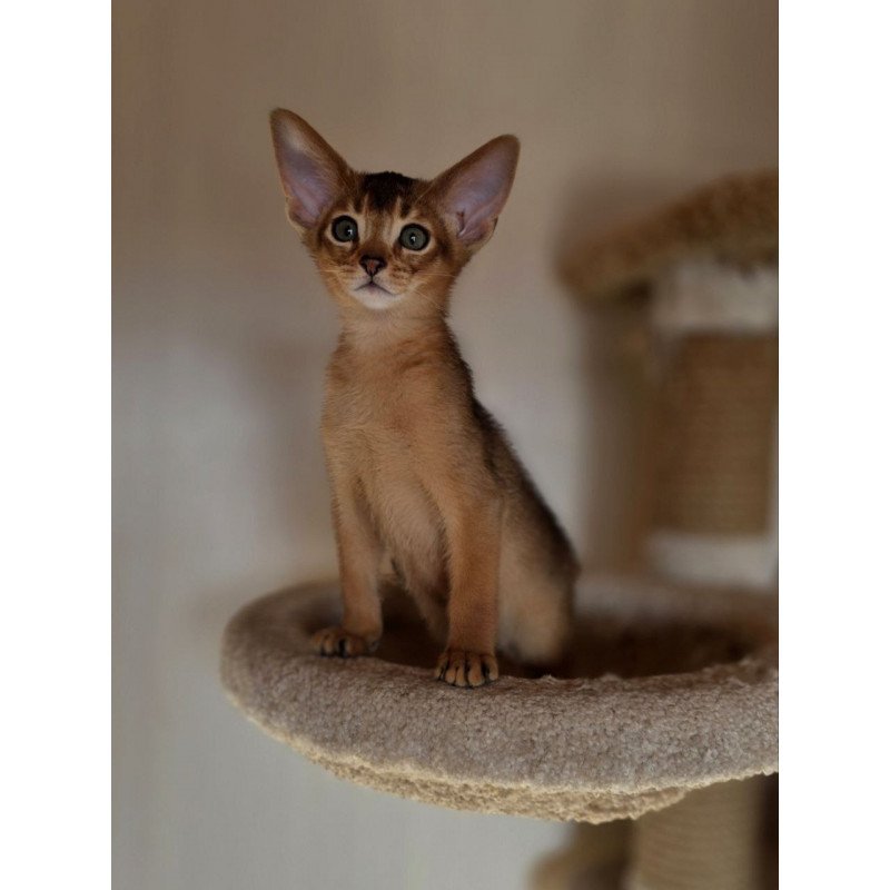 Abyssinian AP Marvel