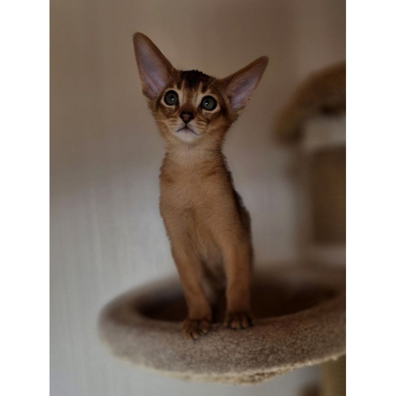 Abyssinian AP Marvel