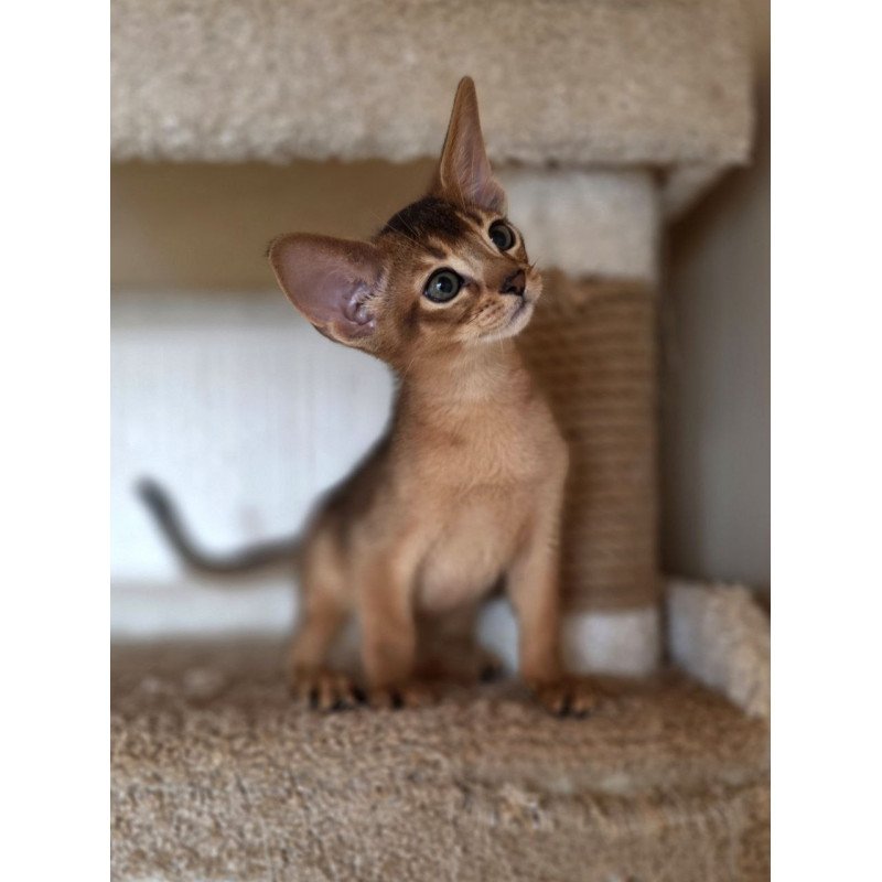 Abyssinian AP Marvel