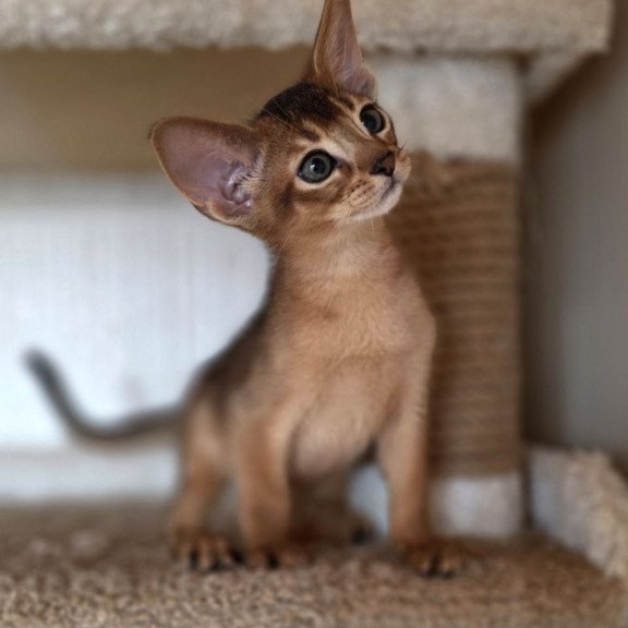 Abyssinian AP Marvel