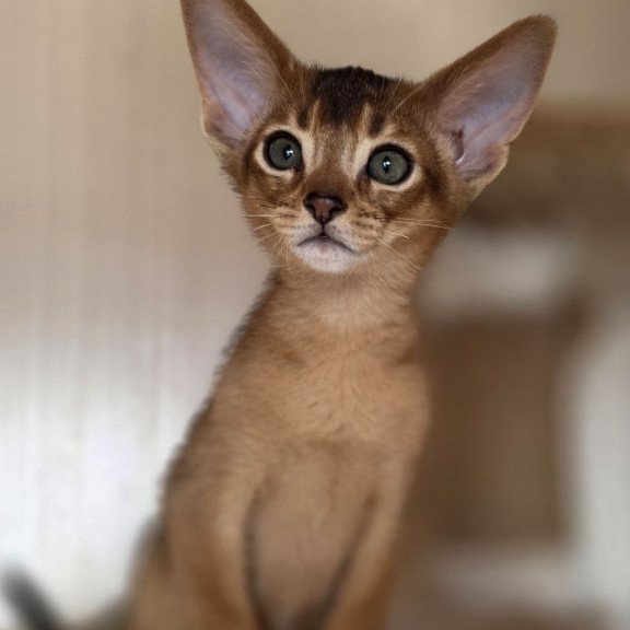 Abyssinian AP Marvel