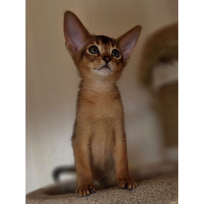 Abyssinian AP Marvel
