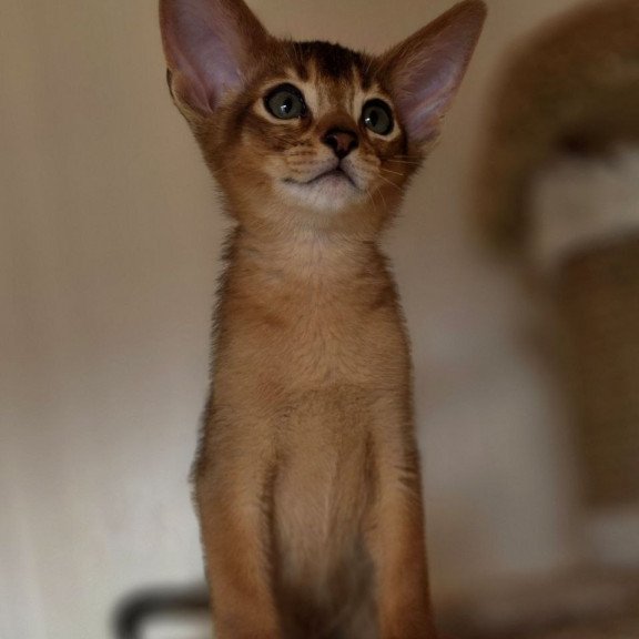 Abyssinian AP Marvel