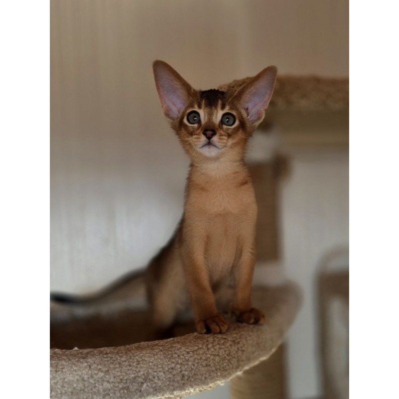 Abyssinian AP Marvel