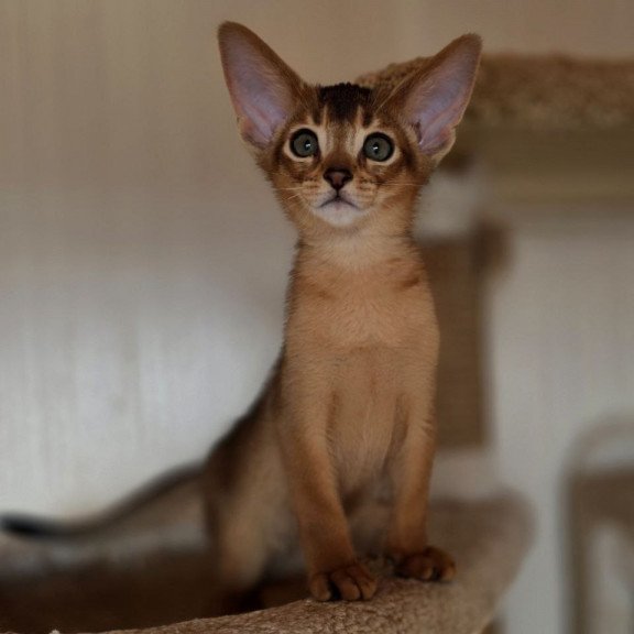 Abyssinian AP Marvel