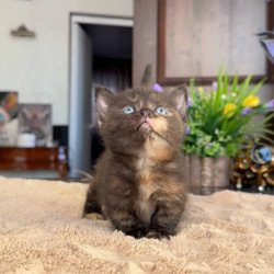 Munchkin AP Сatalina