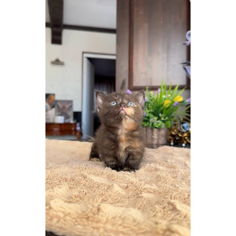 Munchkin AP Сatalina