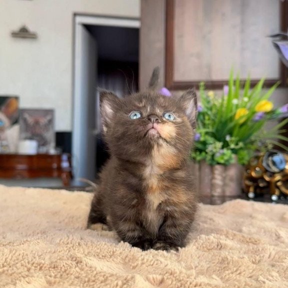 Munchkin AP Сatalina