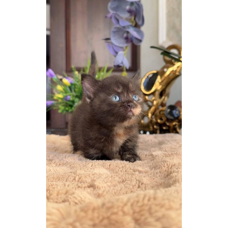 Munchkin AP Сatalina