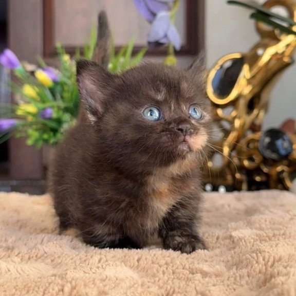 Munchkin AP Сatalina