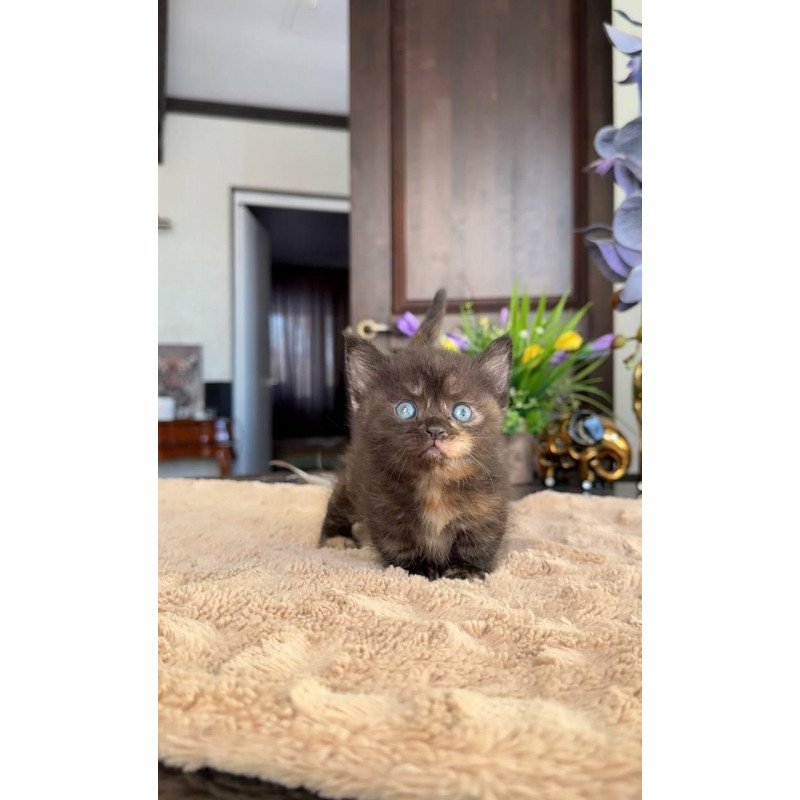 Munchkin AP Сatalina