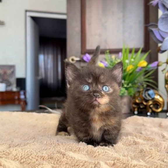 Munchkin AP Сatalina