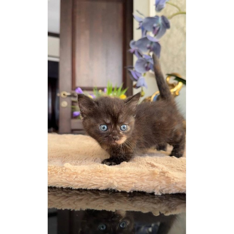 Munchkin AP Сatalina