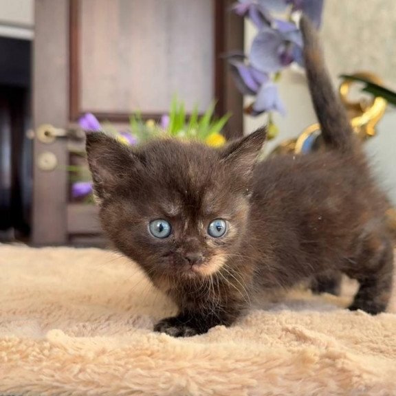 Munchkin AP Сatalina