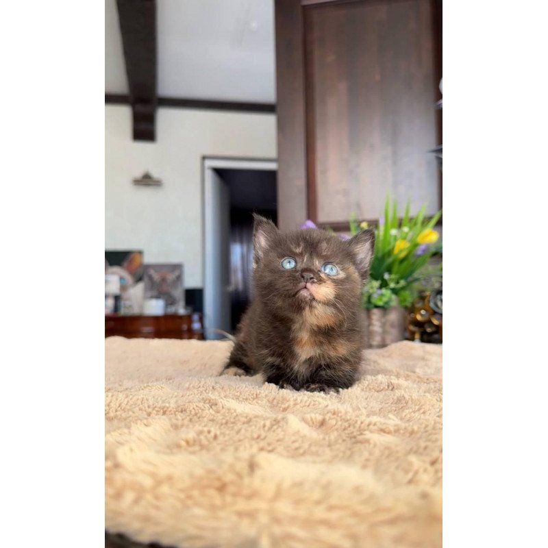 Munchkin AP Сatalina