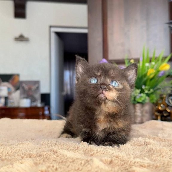 Munchkin AP Сatalina