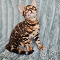 Bengal Alva Oliver