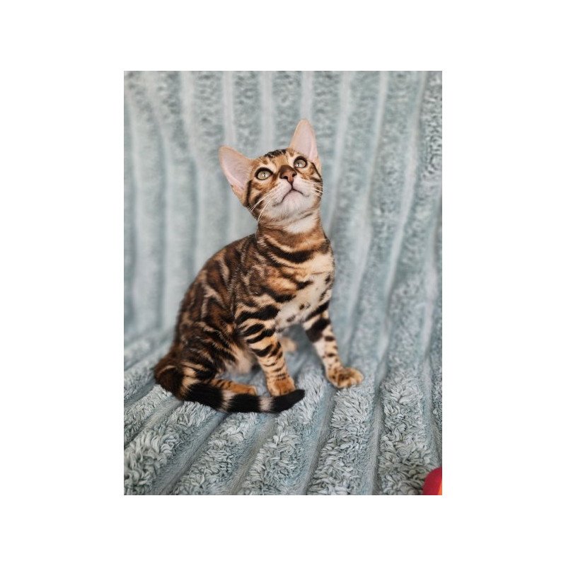 Bengal Alva Oliver