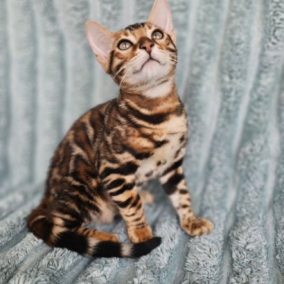 Bengal Alva Oliver