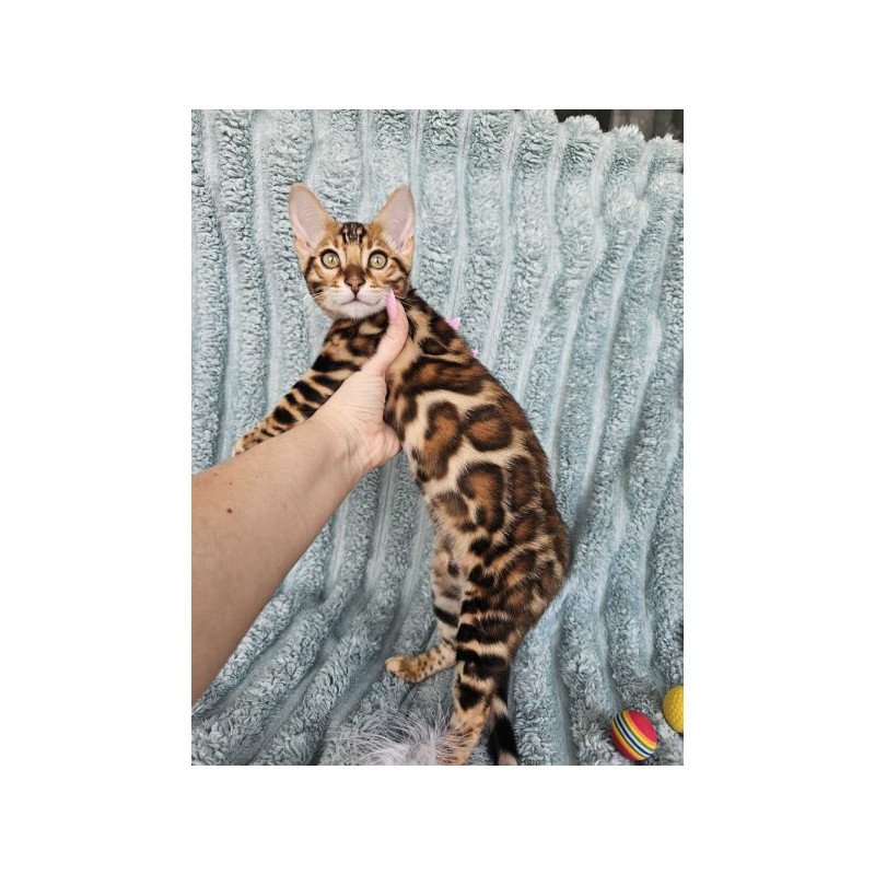 Bengal Alva Oliver