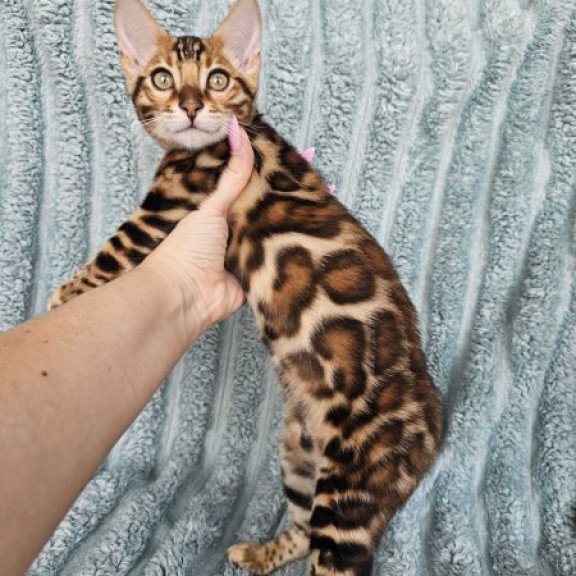 Bengal Alva Oliver