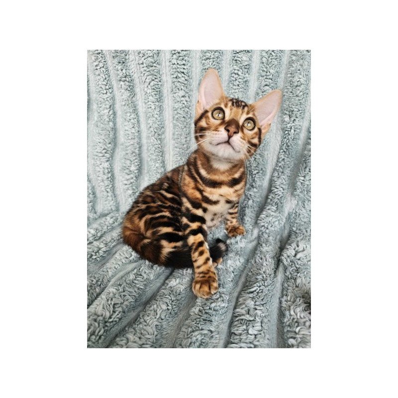 Bengal Alva Oliver