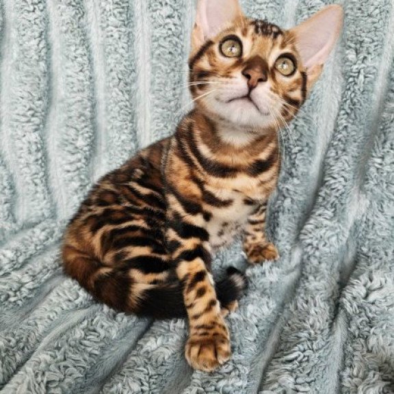 Bengal Alva Oliver