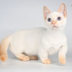 Munchkin Alva Tristan