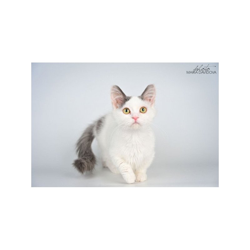 Munchkin Alva Trofim