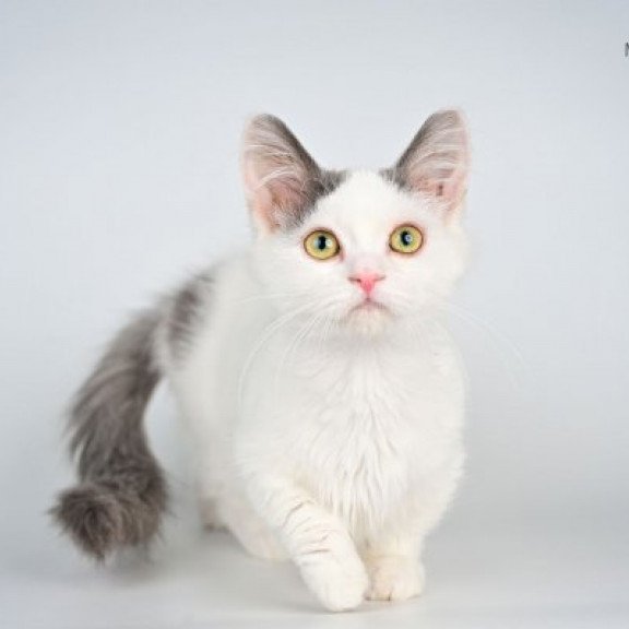 Munchkin Alva Trofim