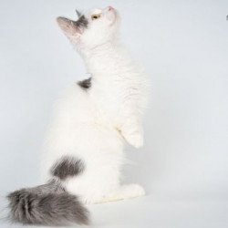 Munchkin Alva Trofim