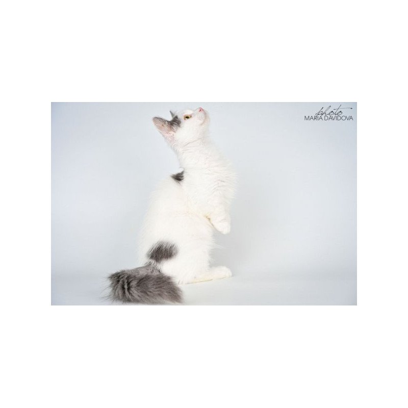 Munchkin Alva Trofim