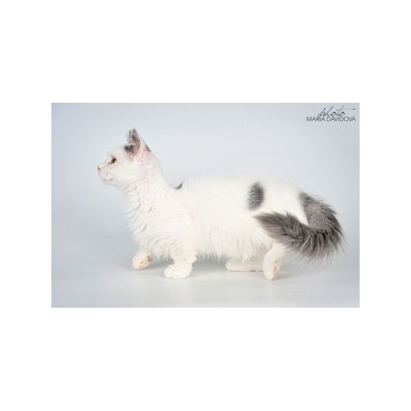 Munchkin Alva Trofim