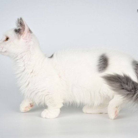 Munchkin Alva Trofim