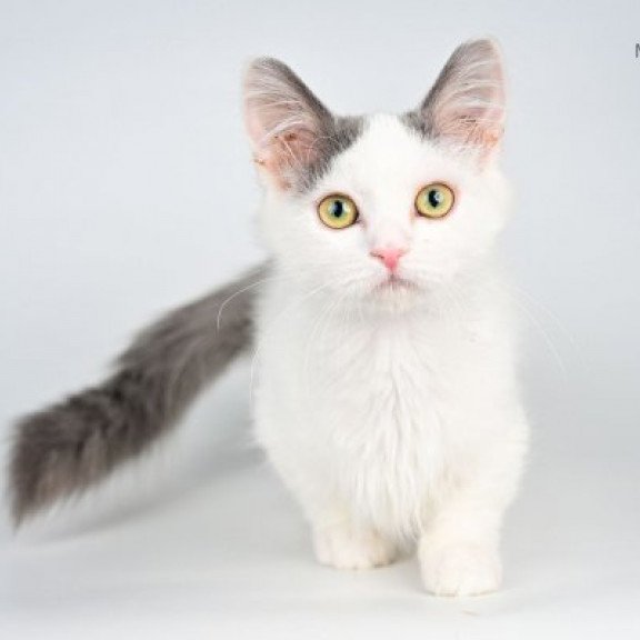 Munchkin Alva Trofim