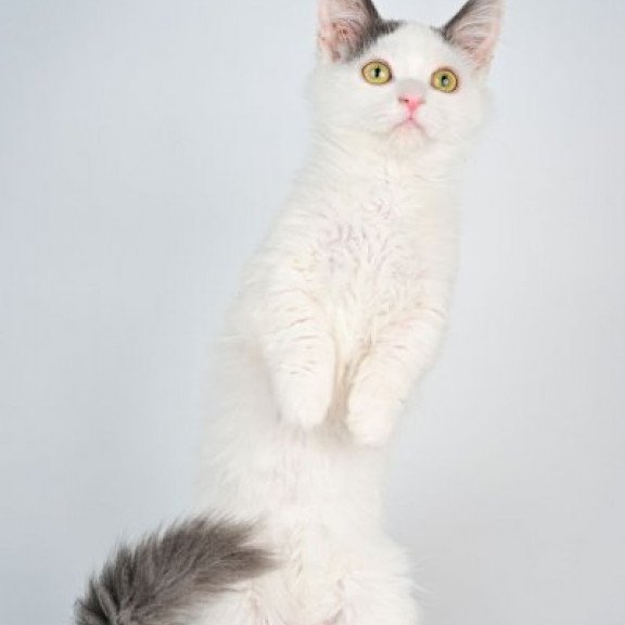 Munchkin Alva Trofim