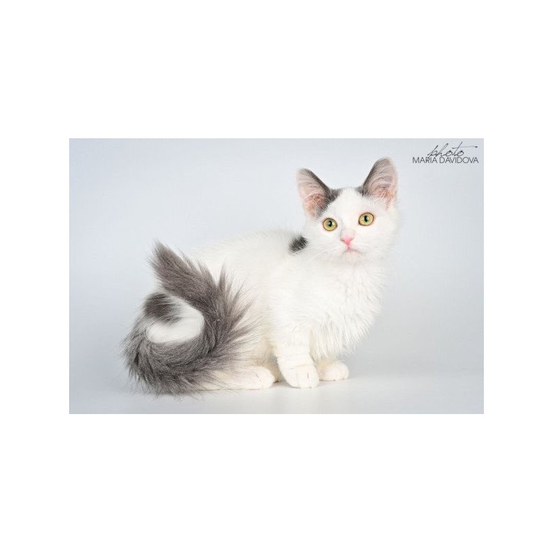 Munchkin Alva Trofim