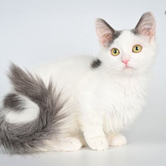 Munchkin Alva Trofim