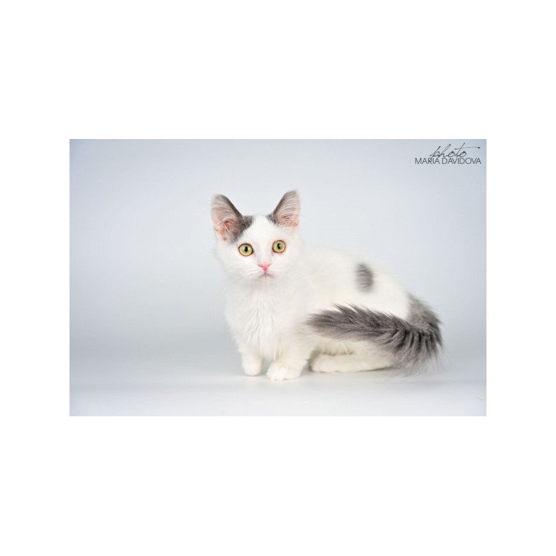 Munchkin Alva Trofim