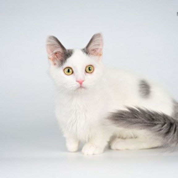 Munchkin Alva Trofim