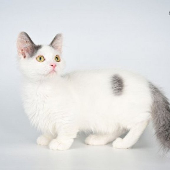 Munchkin Alva Trofim